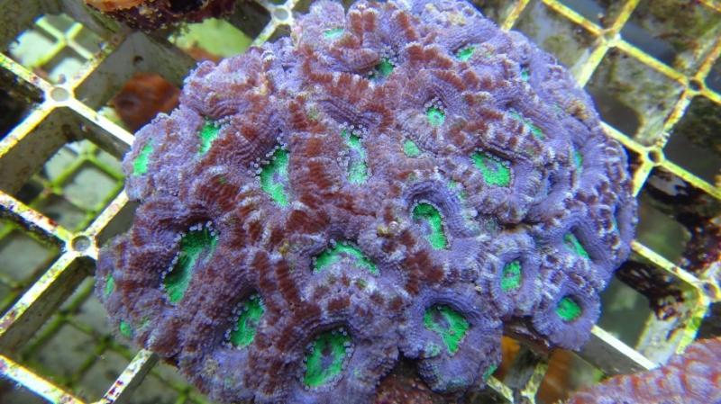 Acanthastrea lordhowensis 7A cm 11 90
