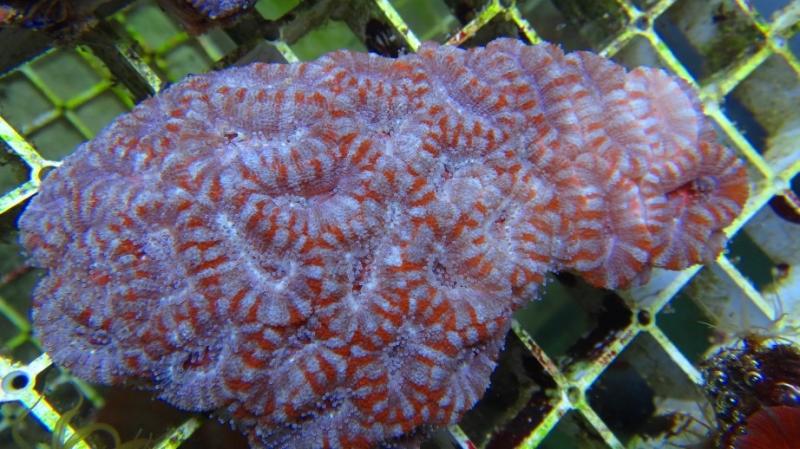 Acanthastrea lordhowensis 8A cm12 90