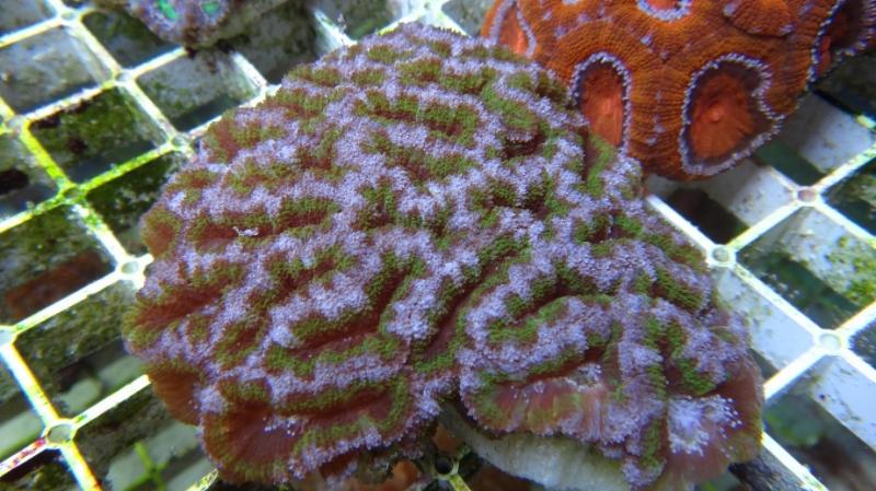 Acanthastrea lordhowensis 9A cm10 90