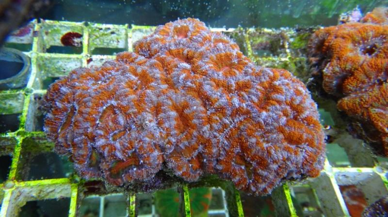 Acanthastrea lordhowensis 10A cm 11 90