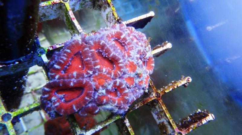 Acanthastrea lordhowensis 12A cm 6 40