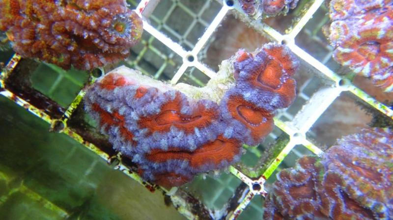Acanthastrea lordhowensis 13A cm 7 40