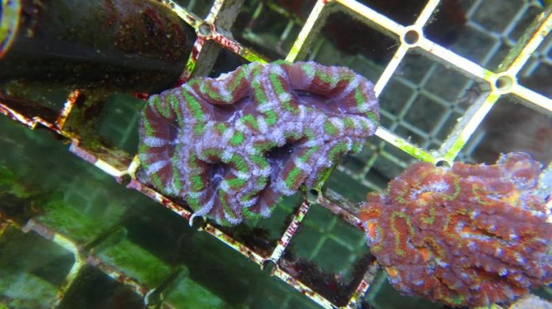 Acanthastrea lordhowensis 14A cm 6 36
