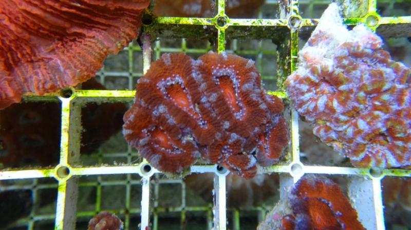 Acanthastrea lordhowensis 15A cm5 36