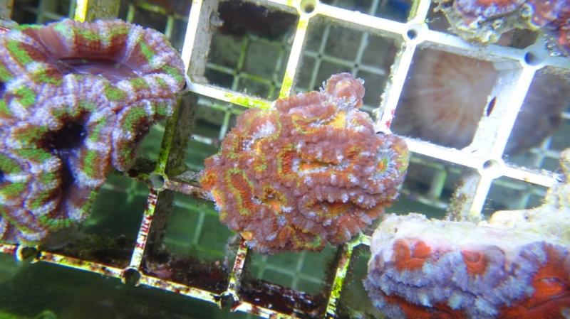 Acanthastrea lordhowensis 16A cm 5 36