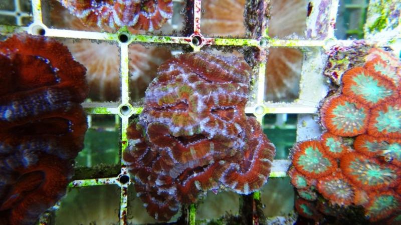 Acanthastrea lordhowensis 17A cm5 36