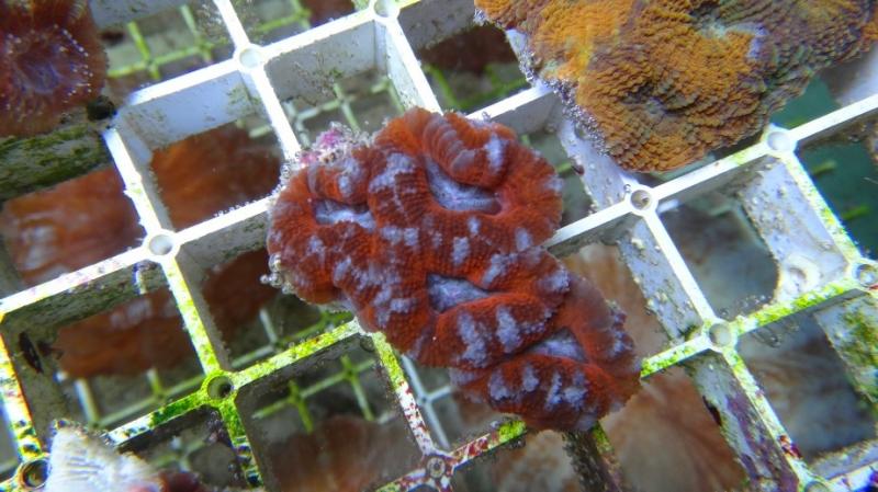 Acanthastrea lordhowensis 19A cm5 36