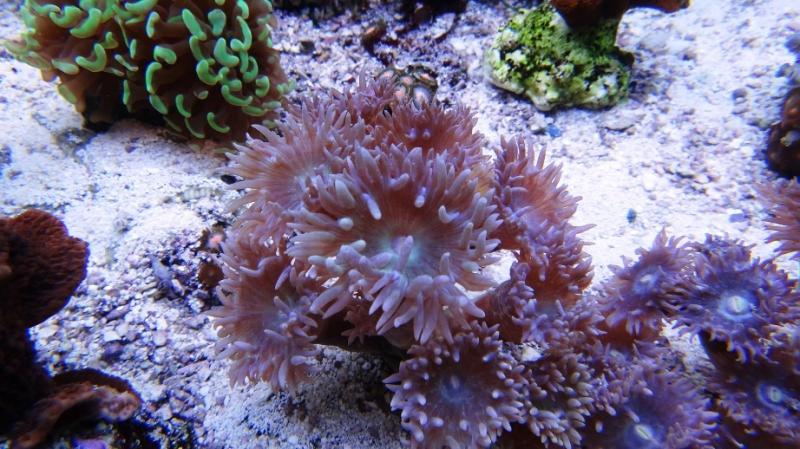 Duncanopsammia  1D  cm8 55