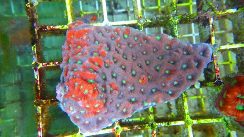 Favites pentagona  2F cm11 70