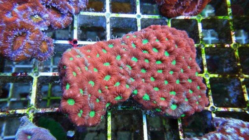 Favites pentagona 1F cm 11 70