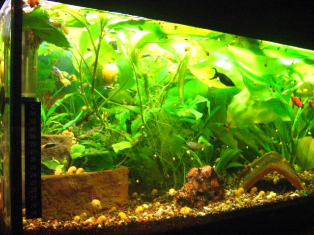 Lato sinistro