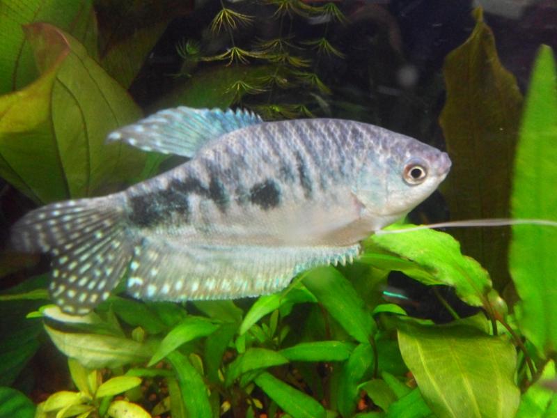 trichogaster trichopterus Maschio
