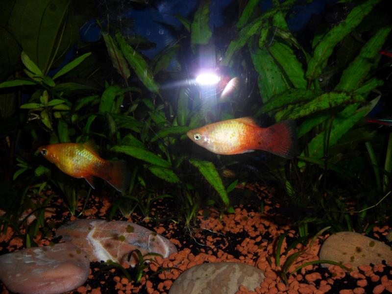 platy M e F