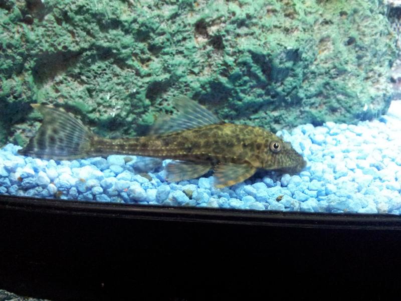 Pleco