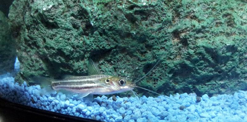 Pangasius