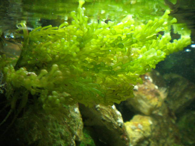 caulerpa nummularia