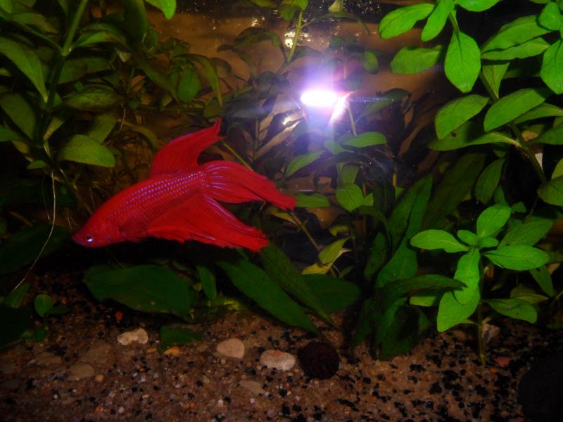 betta rosso