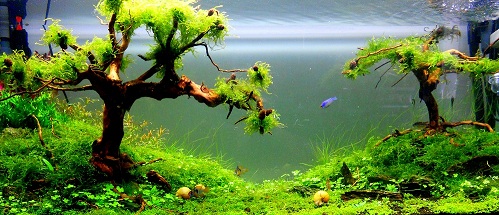 ridimensionata (2)