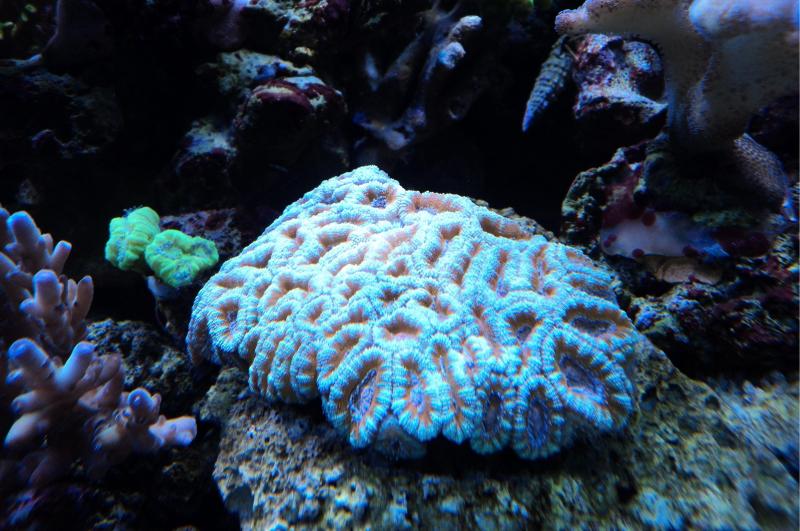 acanthastrea