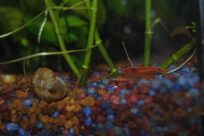 Caridina in primo piano