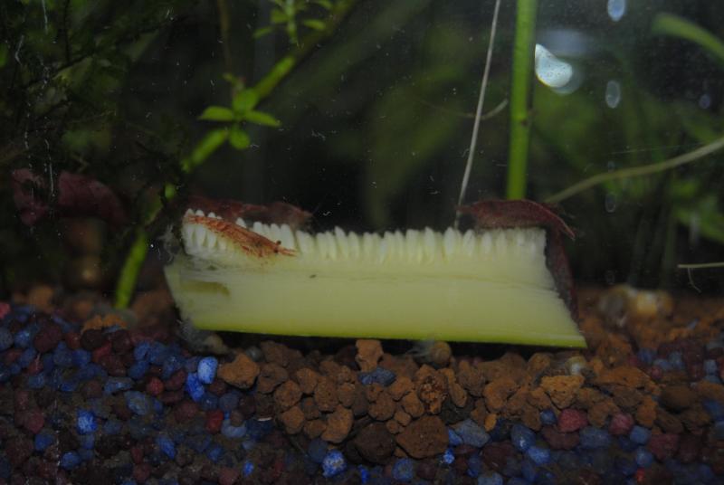 Caridina e zucchina