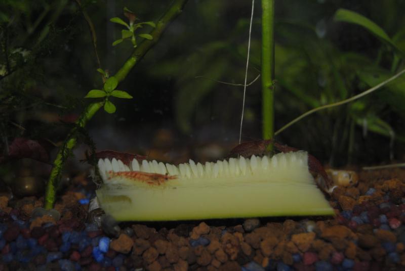 Caridina e zucchina