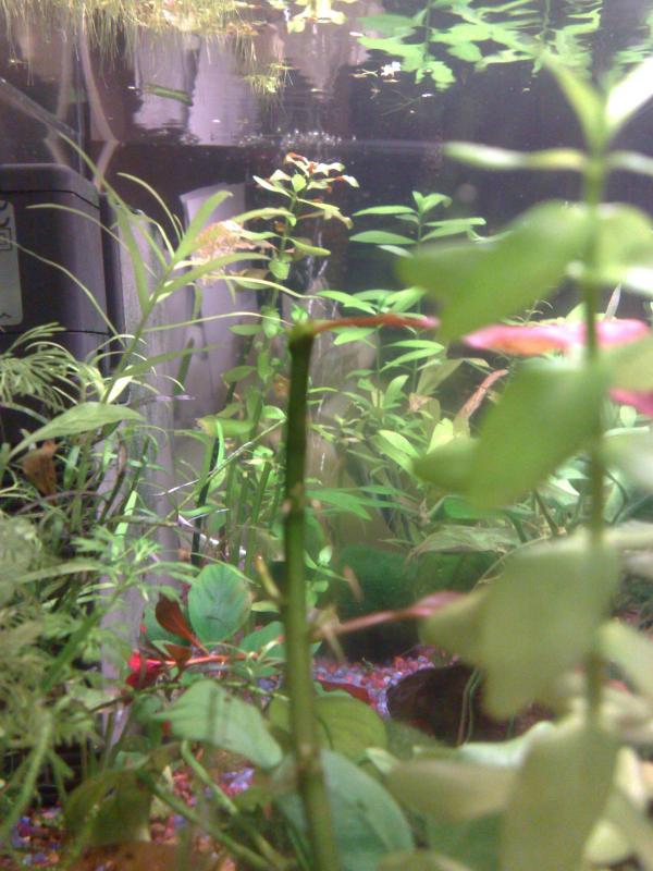 Visione laterale acquario