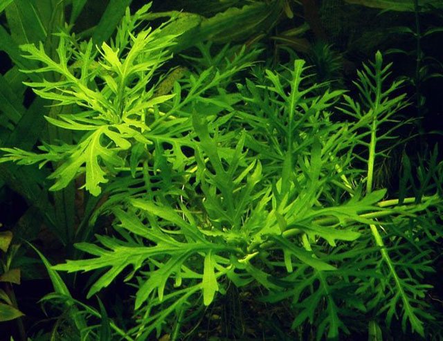 Hygrophila difformis