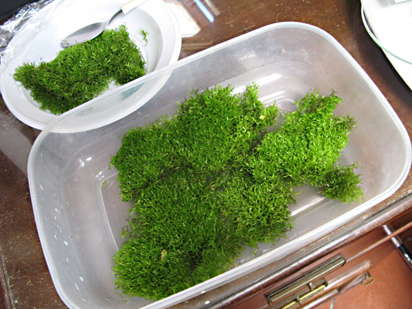 riccia3