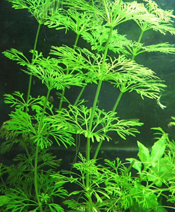 sessiflora