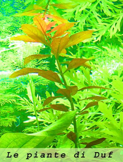 ludwigia
