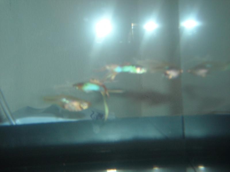 Japan blue red DS
