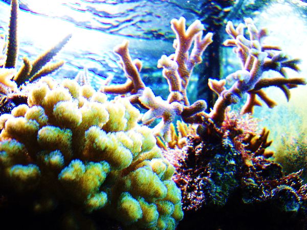 IMGP2470 600x600 100KB