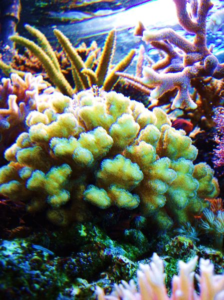 IMGP2473 600x600 100KB