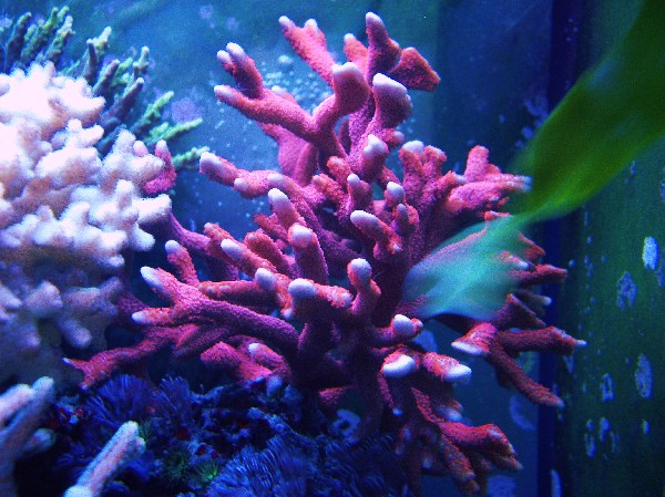 IMGP2888 600x600 100KB