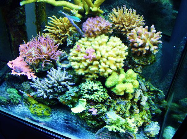 IMGP3663 600x600 100KB