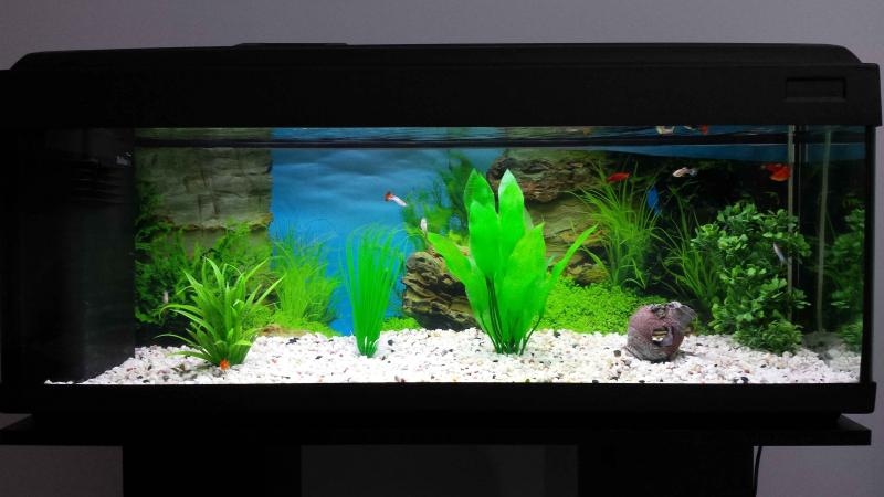 Il mio acquario tropicale d'acqua dolce comunitario con guppy e platy.