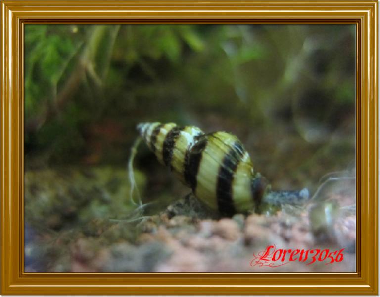 Caridina3