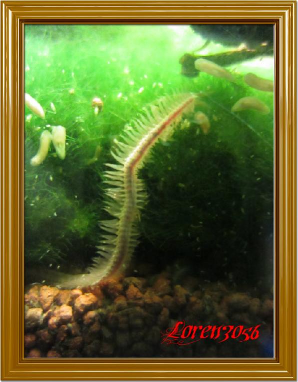 Caridina6