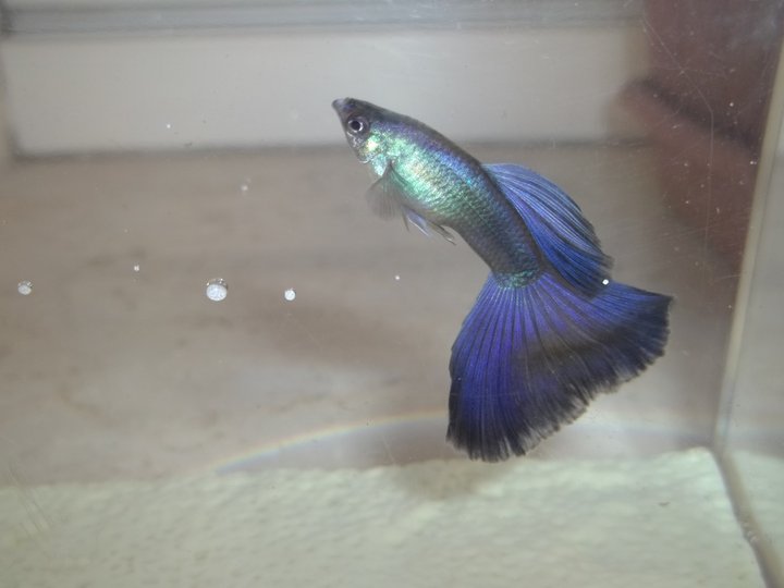 moskow blu