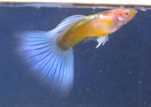 albino half black