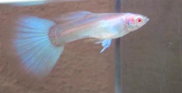 topazio albino