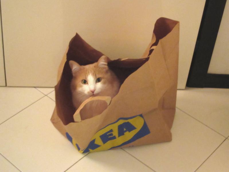 gatto 002