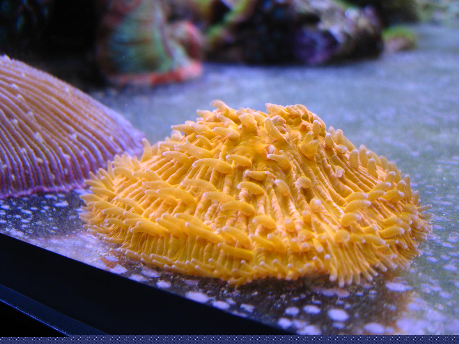 Fungia sp