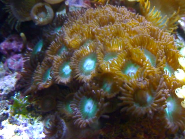 zoa BLU