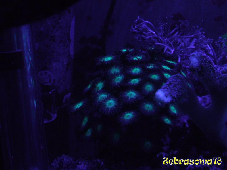 DSCF5942