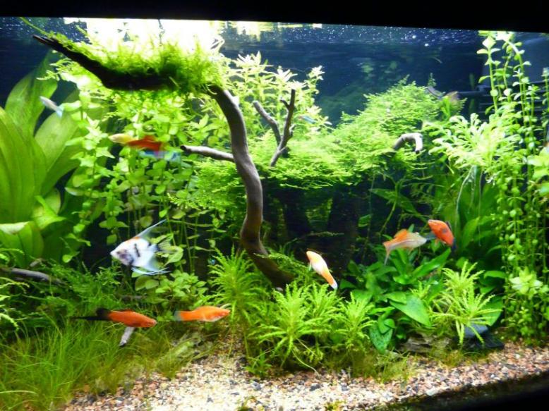 resized Acquario (5)