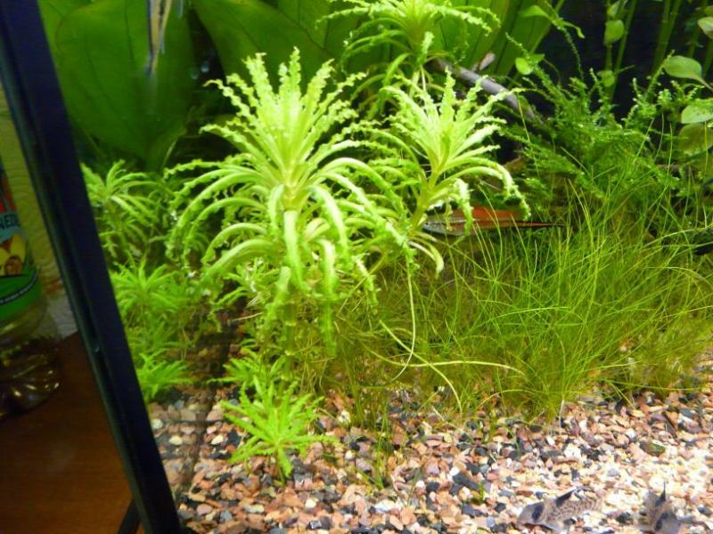 resized Acquario (17)