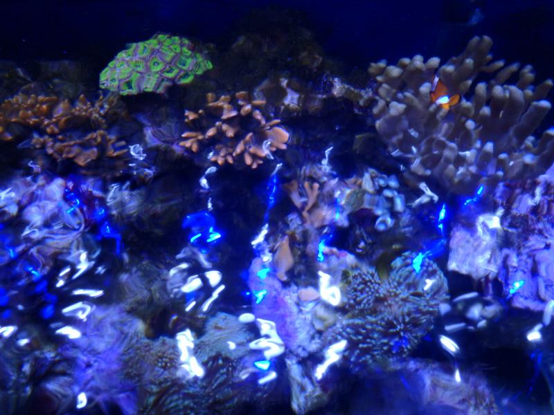 Plafo LED