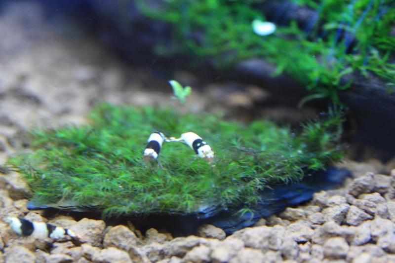 a pscolo sulla fissidens